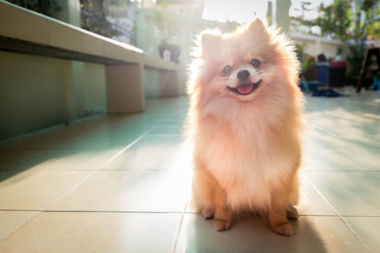 Love Your Pet: Vitamin D Insufficiency – A Pandemic in American Pets