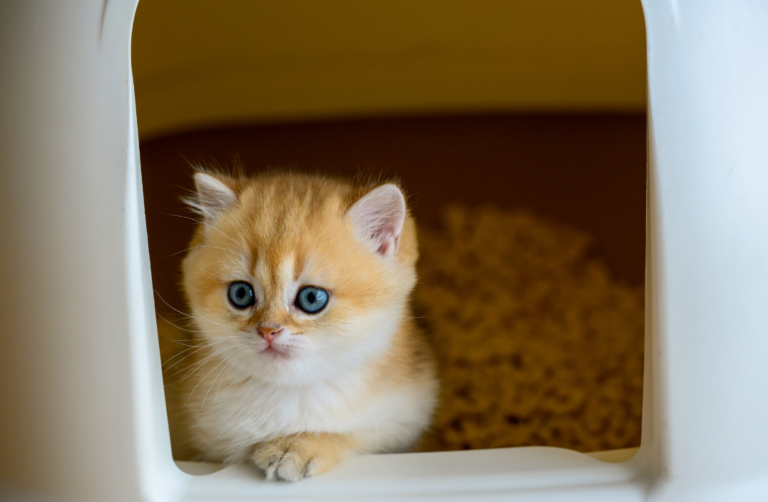 Love Your Pet: Why Your Cat Can’t Pee