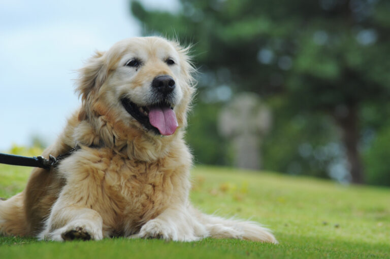 Love Your Pet: Our Aging Pets